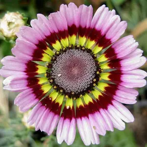 50 Painted Mix Daisy Flower Seeds Non-GMO Heirloom Pink Indian Blanket Colors Vibrant Bull's-Eye Blooms for Garden & Floral Arrangements
