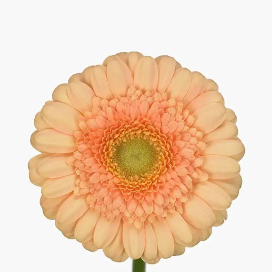 Mini Gerber Dalida - 60 Stem Bunch