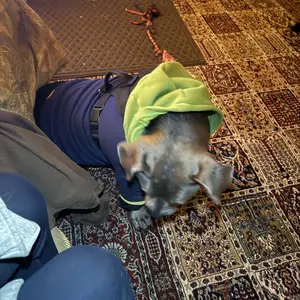 Wellix Ear Cleaner for Dogs & Cats – Honeysuckle Itch & Odor Relief, 120ml