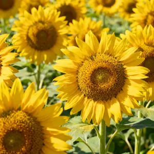 50 Sunflower Seeds – Easy-Grow Garden Starter Pack for Bright Summer Blooms (Seeds Only, Not Live Plants)
