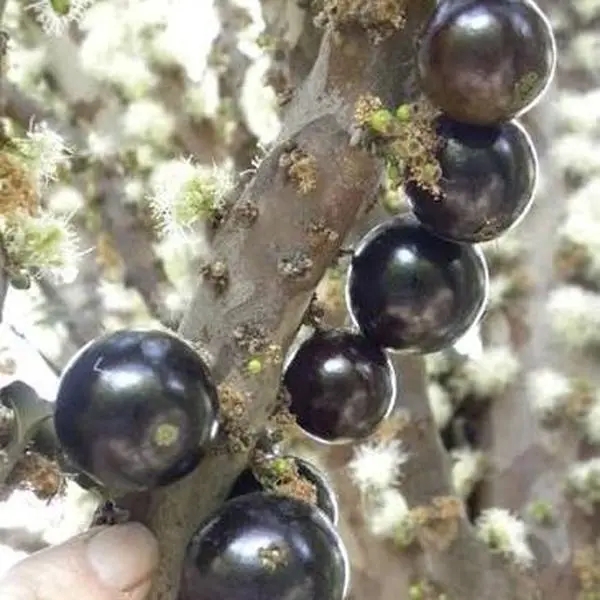 Sabara Jaboticaba Tree, 2-3 ft Tall, 3 Gal Pot