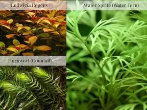 3 Easy Beginner Plants (Pack of 3 Species)-Easy Live Aquarium Pond Aquatic Plant