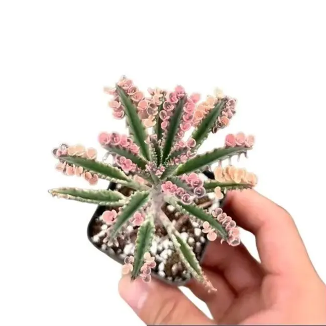 Live Kalanchoe Pink Butterfly Plant - Pink Butterflies Kalanchoe Plant - Pink Butterfly  - Variegated Kalanchoe Pink Butterfly Plant - 2 Inch Pot