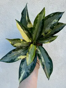 Aglaonema Suwannaphummi