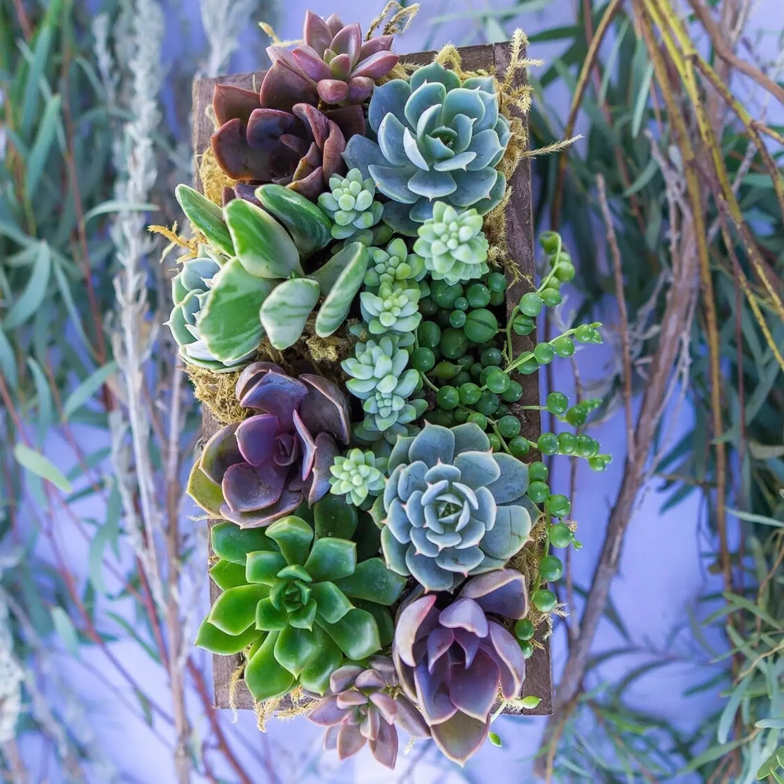 Wind and Sea - Live Succulent Arrangement Box Garden - Coastal-Inspired Design - Handpicked Live Succulents - Elegant Wooden Box Planter