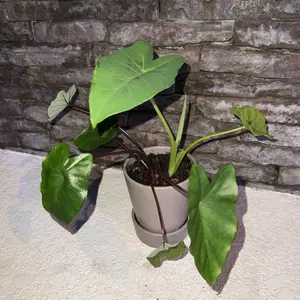 Elephant Ear Plant - Large Green Leaves in Gray Pot for Indoor Decor