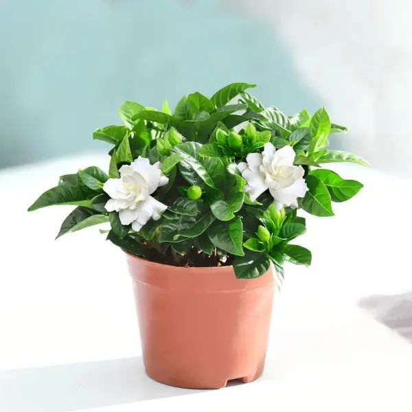 Fragrant Gardenia Jasminoides Common Gardenia – White Flowering Live Potted Plant Fragrant Gardenia Jasminoides Common Gardenia – White Flowering Live Potted Plant