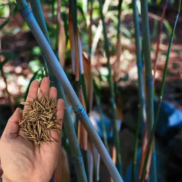 how do you plant bamboo seeds - TikTok Shop