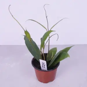 Hoya Jennifer 4” | Rare Hoya | Wax Plant | Easy Care