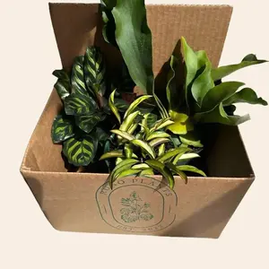 Pet Friendly  Bundle Box - 3 Non-Toxic Assorted  Plants in 4" Pots