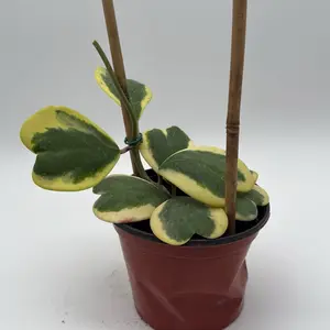 Variegated Hoya Kerrii outer variegation bamboo hoop  6" pot Pet Safe House Plant for Indoor Home Decor with Unique Leaves