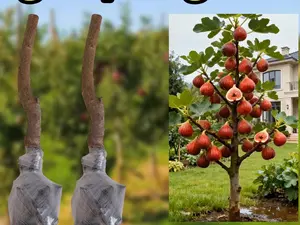 （WL#FF）Healthy Fig Tree Seedling for Indoor and Outdoor Gardening, Ideal for Backyard, Container, or Patio, Easy-to-Care Sweet Fruit Plant