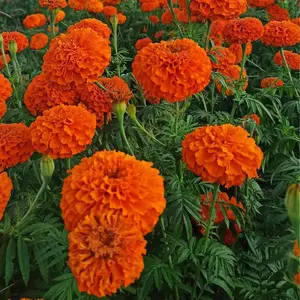200 Marigold Seeds for Planting – Bright Orange & Yellow Blooms for Garden Beds & Pots – Easy to Grow, High Germination – Seeds Only, Not Live Plants