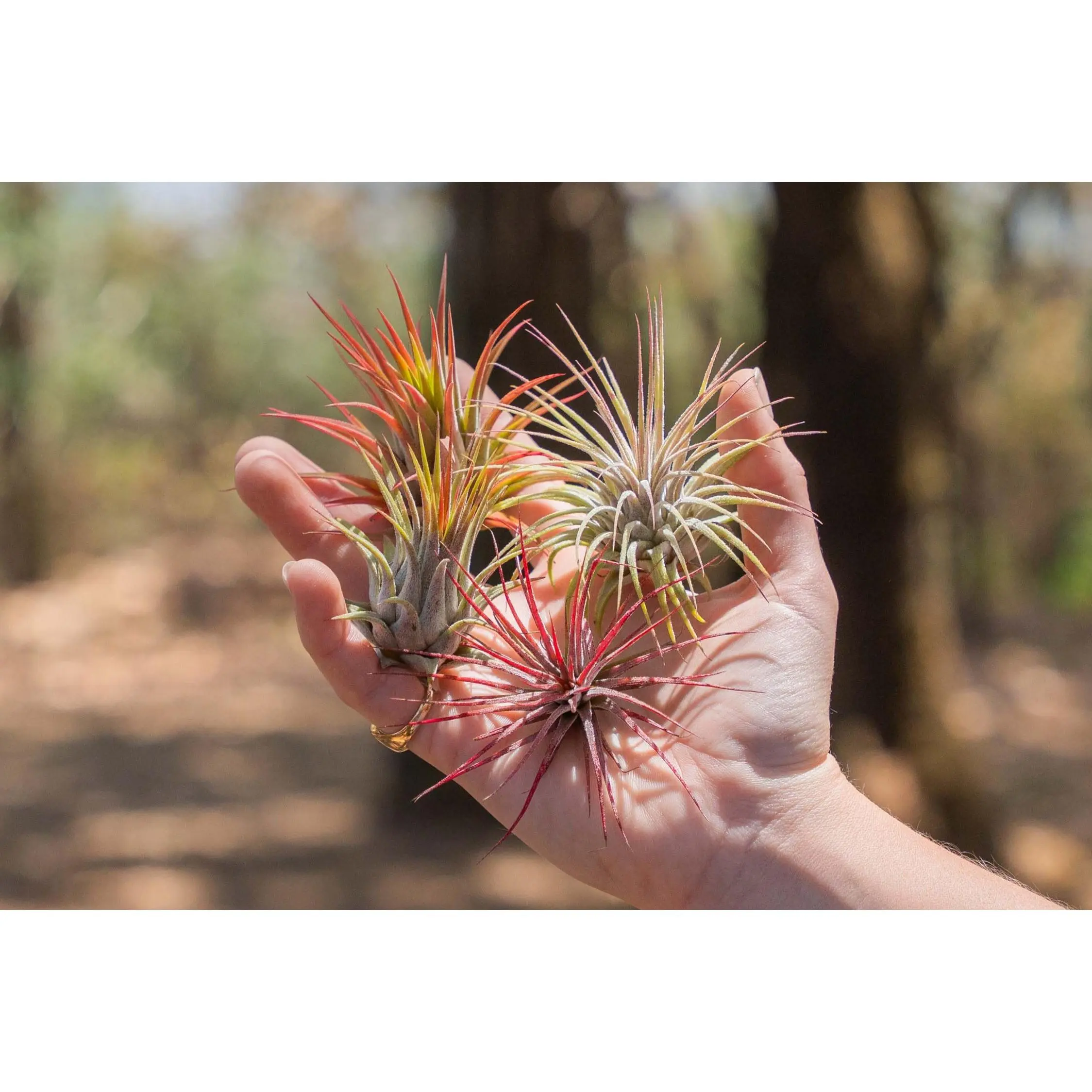 Tillandsia Ionantha Collection of 5 Air Plants