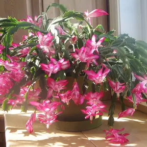 50 Mixed Christmas Thanksgiving Easter Holiday Cactus Seeds Exotic Striking Houseplant Indoor Container Hanging Plant, Perennial Succulent Plants Seeds