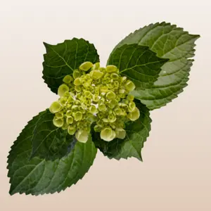 Hydrangeas Mini Green Hortensia 6-6.5" Diameter 60-65cm Stem 40 Stems Full Pack Year-Round Available Perfect for Baby Showers Weddings