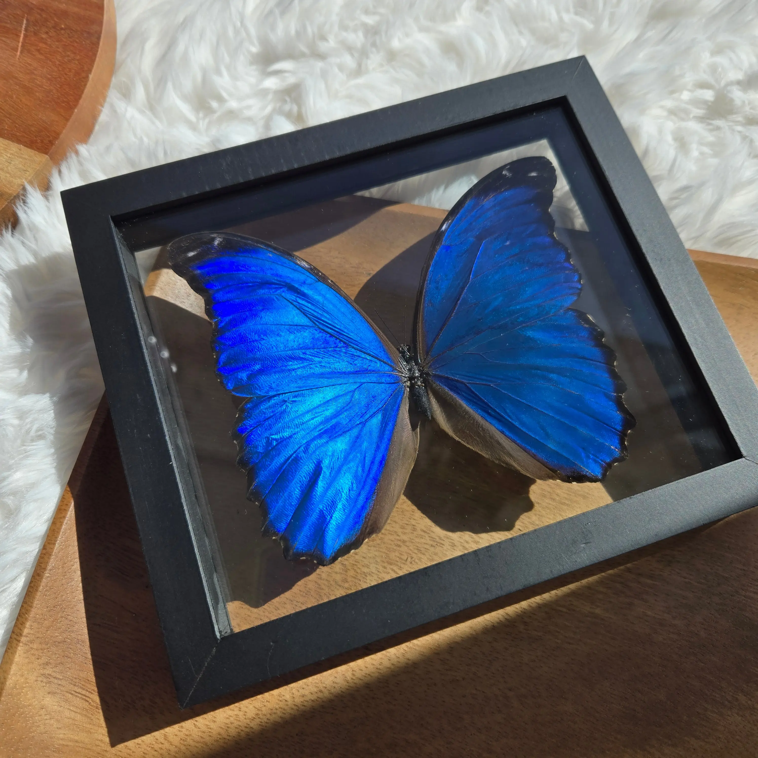 Morpho Didius Butterfly Frame