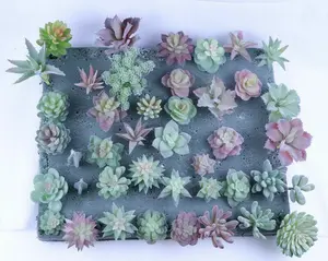 Artificial Color Succulent Plants Unpotted Lotus Plant Home Decor 18 Pcs PK