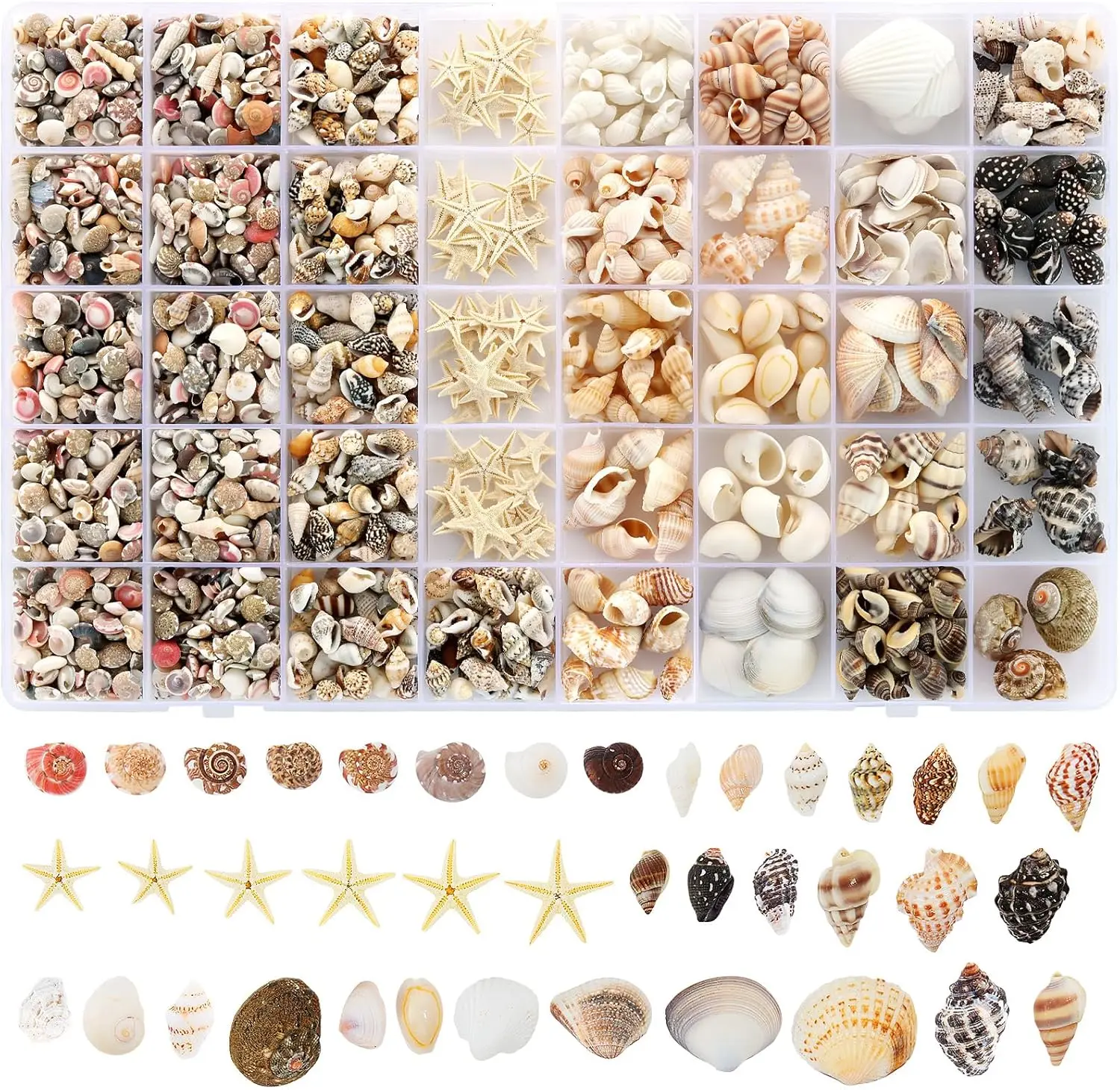 Zefy Crafting Small Sea Shells Set - 23 Types, 1200 Mixed-Size Tiny Shells with Starfish for DIY Beading, Jewelry Making, Beach Theme Home Decor
