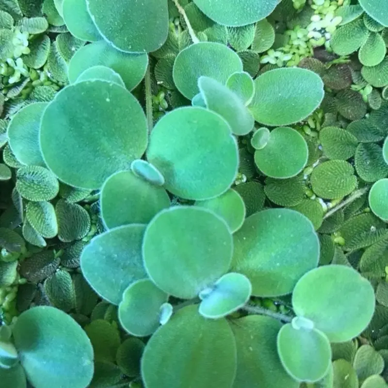 Dwarf Water Lettuce (5) Floating Plant