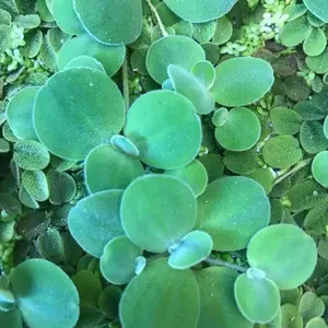 Dwarf Water Lettuce (5) Floating Plant