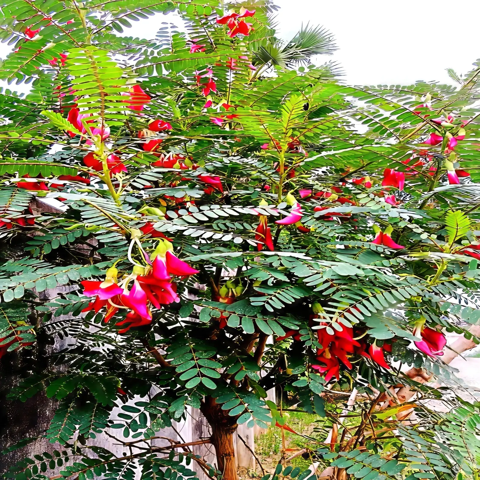 20 Hummingbird Tree Seeds (Sesbania grandiflora) "Agati" Flower Plant Fast RARE