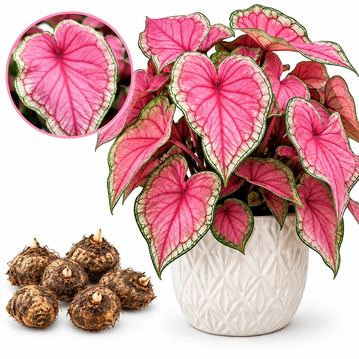 Pinky Swear Caladium Plant Bulbs for Planting - Pink, White & Green Heart-Shaped Foliage - Colorful Tropical Plants for Pots & Gardens
