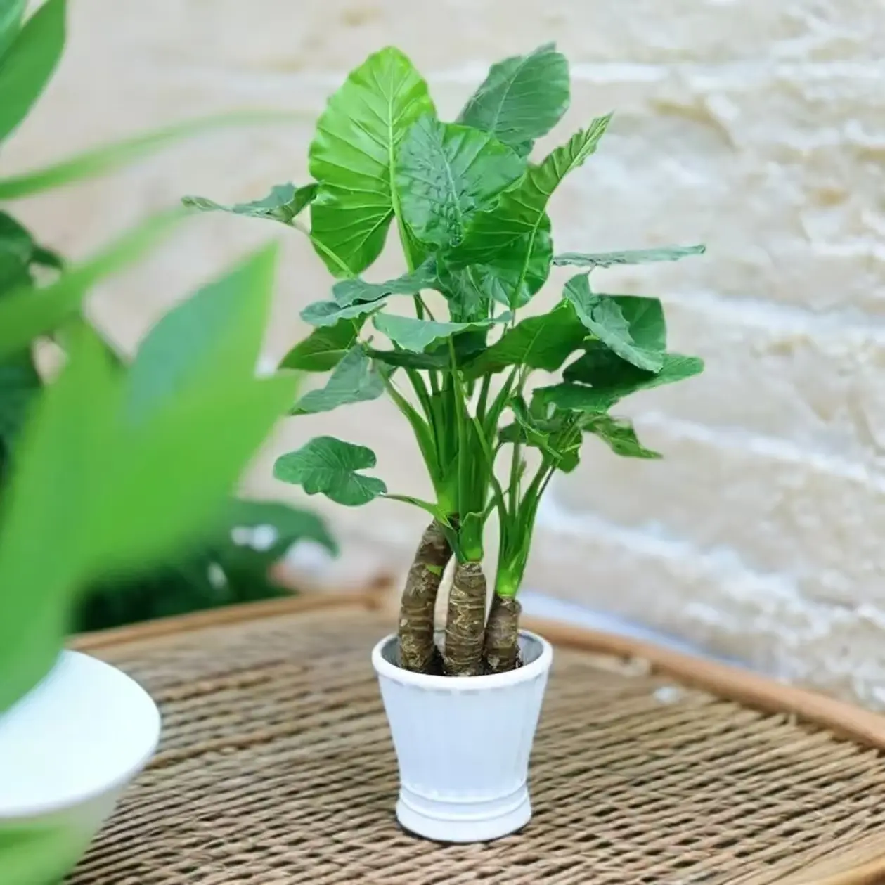 Alocasia Elephant Ear Plant Starter, Tropical Foliage Garden Plant, Large Leaf Indoor Outdoor Decorative Plant