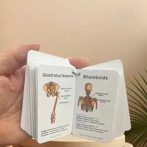 48pcs Medical Anatomy Flashcards, Detailed Human Muscle Study Cards, from Origin to Nerve Innervation, Portable Anatomy for Nurses And Doctors