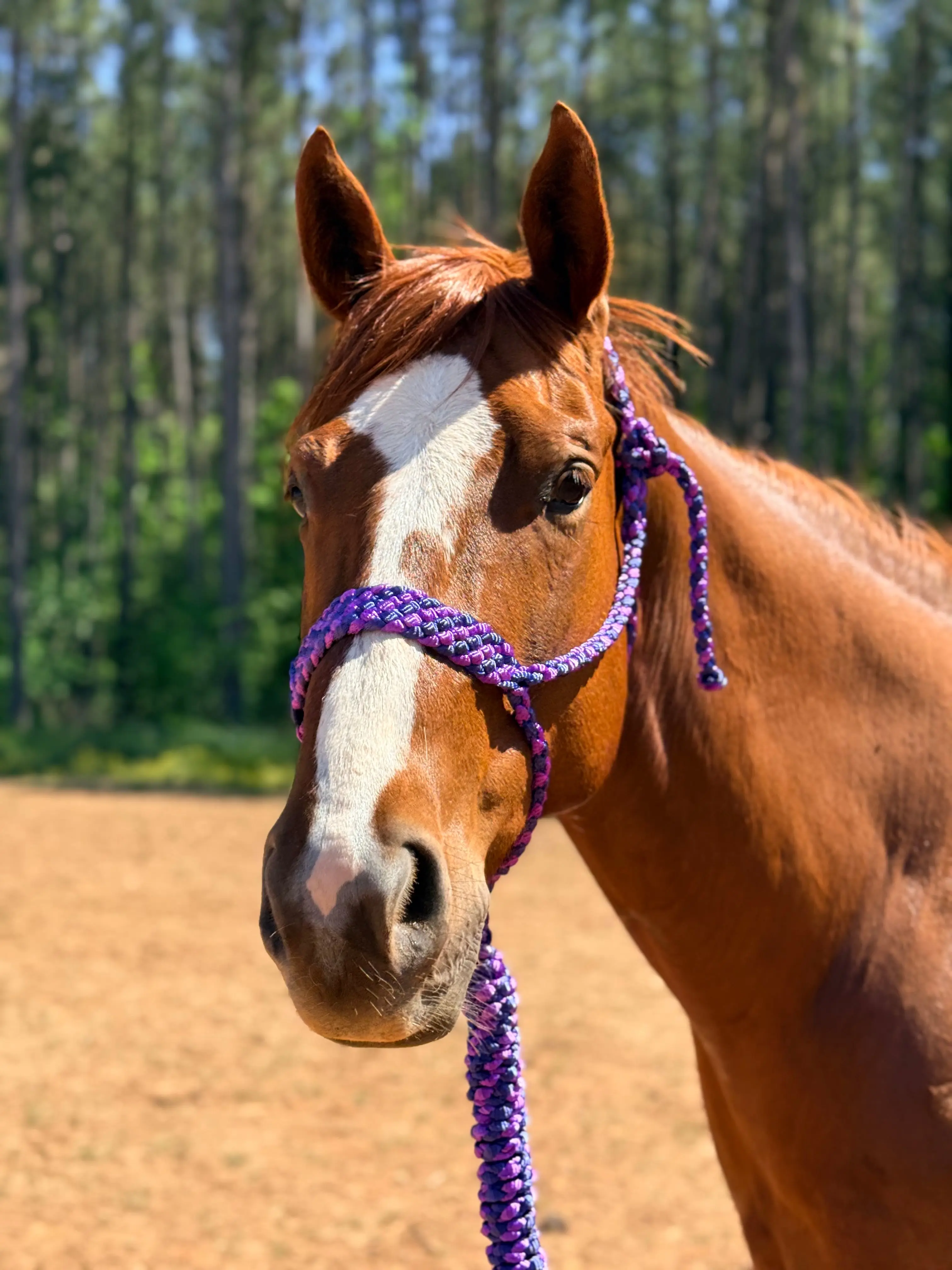 *Two Color Mule Tape Halter + Lead