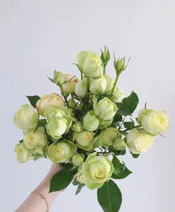 Rose{Creamy Eden}- OwnRoot LivePlant|Creamy Folies rose |Cutting |Redolent |Double Bloom |Pale yellow |Repeat Flowering