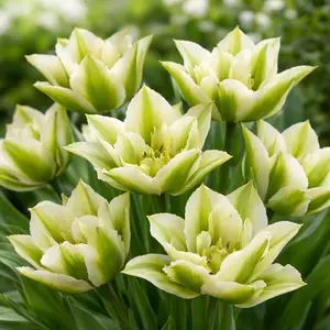 Green Star Lily Tulip Bulbs for Planting - Huge Bulbs for Huge Flowers