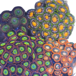 Kens Reef Tank Aquacultured Mystery Zoas Frag with Vibrant Colors and Unique Patterns for Aquariums