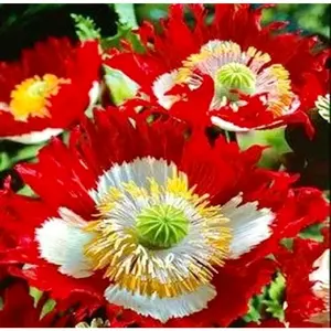 Poppy DANISH FLAG Somniferum ~ Rare Striking Fringed Flowers Seeds ~ Cool Flowers ~ Rare ~ Heirloom