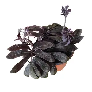 Solanum Uleanum