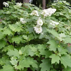 Snow Queen™ Oakleaf Hydrangea