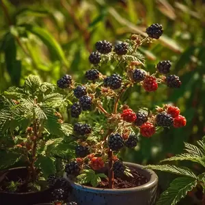 BlackBerry Seeds (100 pcs) – Thornless, Sweet & Juicy Fruit for Home Garden Planting
