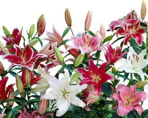Lilium 'Oriental Lily Mix' Plant Bulbs (12 Pack) - Fragrant Mix Multicolor Flowering Blooms in Spring to Summer Gardens
