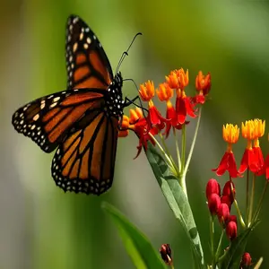 200+ Tropical Milkweed Asclepias Curassavica Butterfly Weed, 500pcs Premium Heirloom Flower Seeds, Attract Butterflies for a Vibrant, Natural Garden