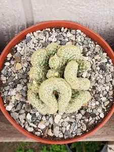 Rare Mammillaria Elongata 'Cristata' | Brain Cactus | Plant Nerd | Cactus Brain Anatomy | Neurosurgeon Gifts | Live Cactus Plants