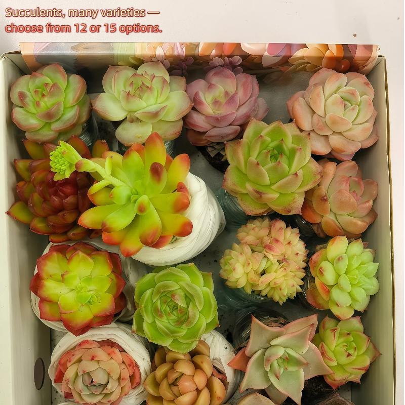 12/15 Pcs Mixed Live Succulents – Assorted Varieties, Random Bulk Succulents with Root Moisture Protection, for Garden, Indoor, Office Desk Decor – Gift Box, Idea for Mother's Day Hardy
