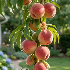 Peach Seeds for Planting, Fruit Tree Seeds, Suitable for Pots, Indoor and Outdoor Garden Growing, Easy to Grow