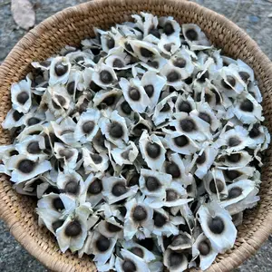 Moringa Seeds – Heirloom, Non-GMO, High Germination Drumstick Tree Seeds – Easy to Grow, Fast-Growing Superfood Tree for Garden or Containers