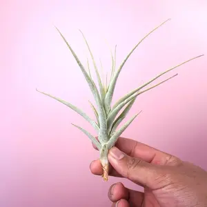 Tillandsia “Purpurea” - Air Plant(Large Form)
