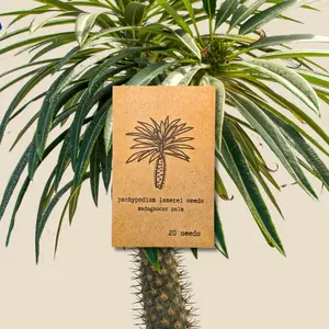 Pachypodium lamerei 'Madagascar Palm' Seeds