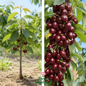 High-quality red cherry seedlings, suitable for garden decoration. Orchard selected seedlings, suitable for home gardening, can bloom and bear fruit, easy to maintain and pick