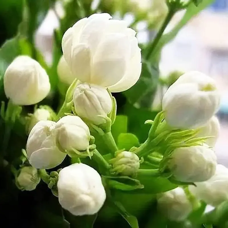 Garden Jasmine 50/150 seeds are rare flowering vines, an excellent choice for strong garden flavors