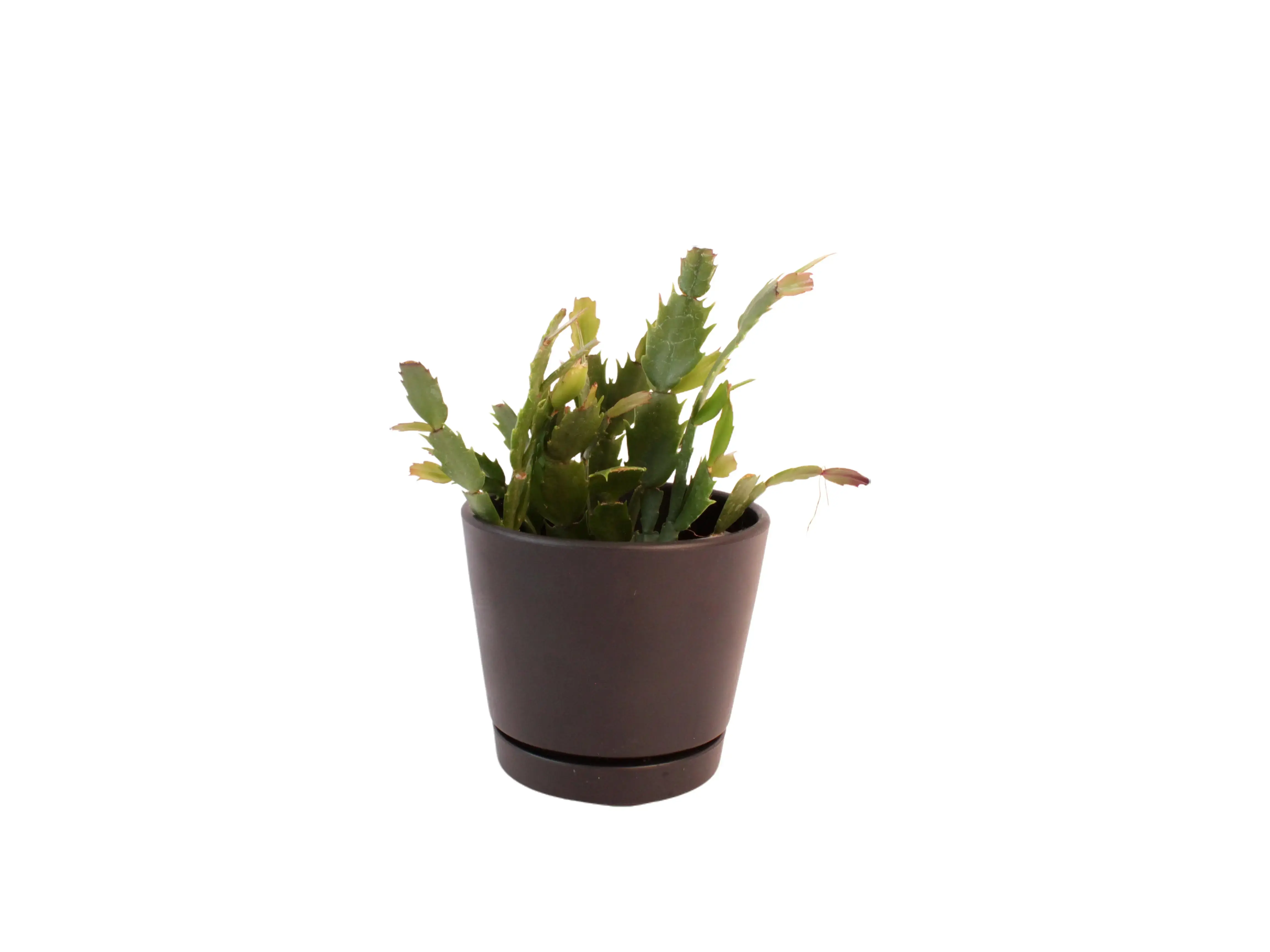 Holiday Cactus Potted Live Plant 4in - Schlumbergera - Seasonal Flowering Cactus - Bright Blooms - Easy Care Houseplant - Tropical Gift - Unique Indoor Plant - Segmented Foliage - Winter Bloomer - Christmas Cactus - Thanksgiving Cactus
