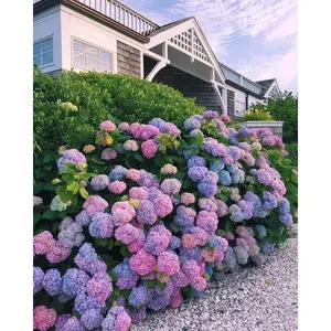 200 Mixed Color Hydrangea Seeds | Stunning Perennial Flowers for Landscaping & Garden Beautification | Hardy, Easy-to-Grow Blooms