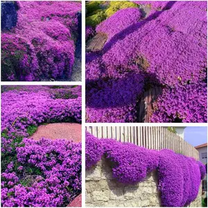 1000  Thyme Seeds for Planting -Perennial Ground Cover Plants Flowers Non-GMO Heirloom